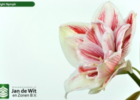 hippeastrum Bright Nymph (2)